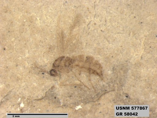 Insecta