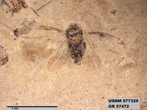Genus sp