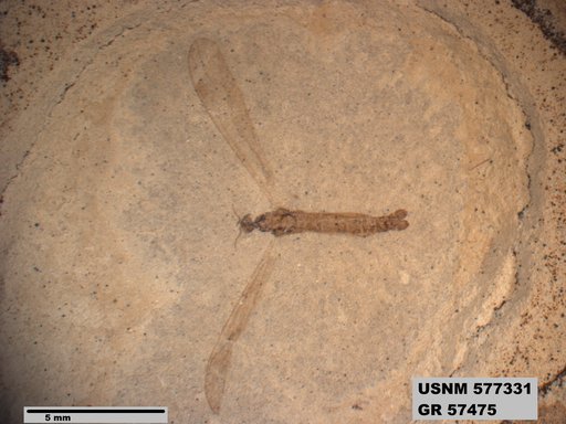 Insecta