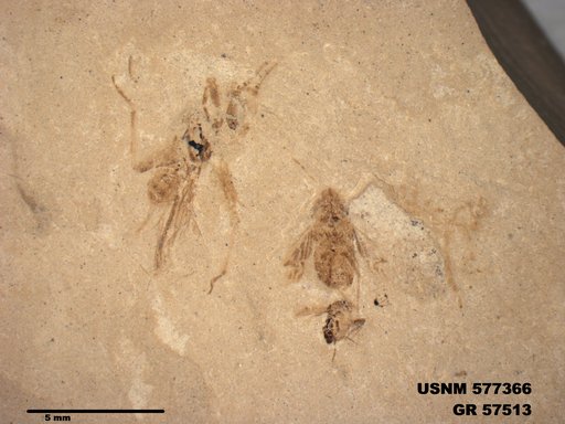 Genus sp