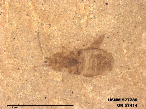 Genus sp