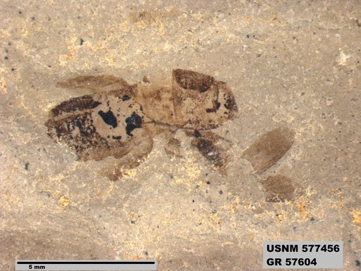 Genus sp