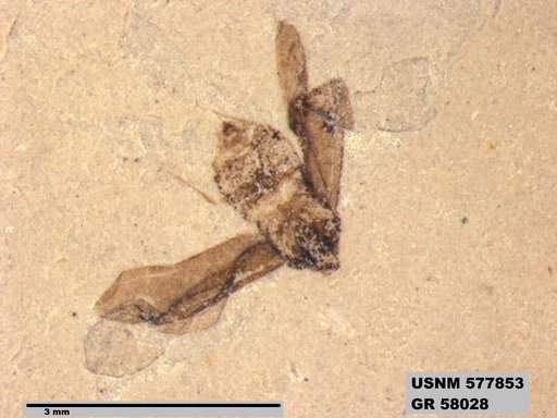 Genus sp