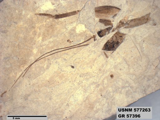 Insecta