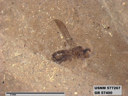 Insecta