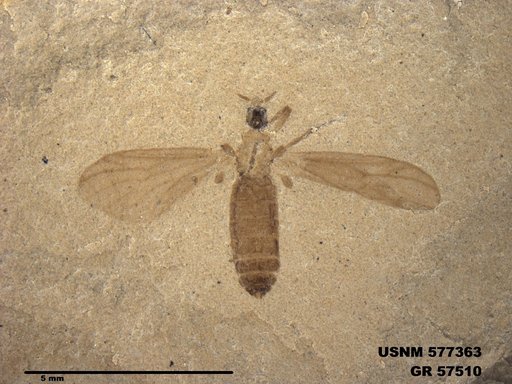Insecta