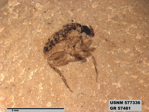 Insecta