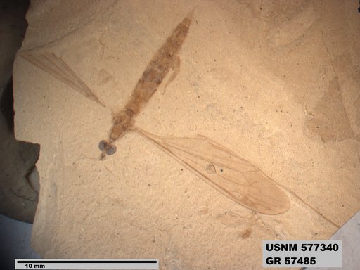 Insecta