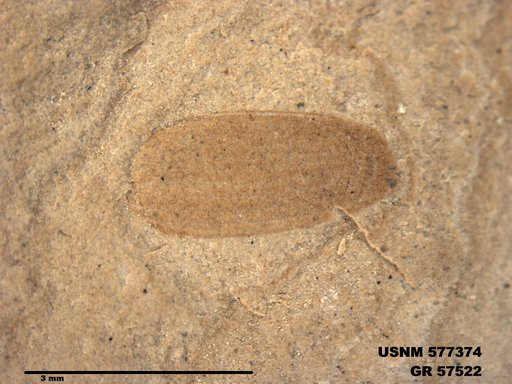 Insecta