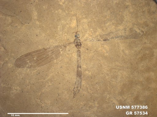 Insecta