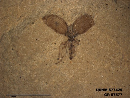 Insecta
