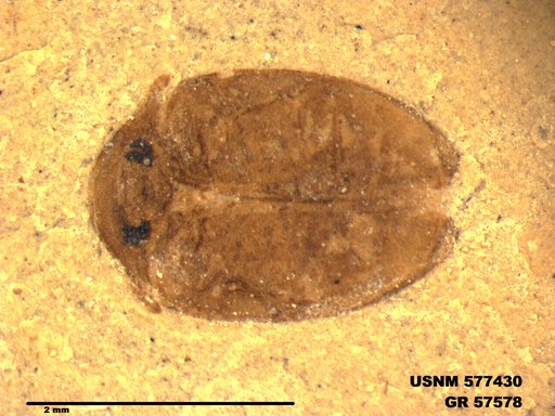 Insecta