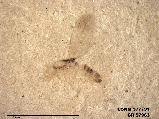 Insecta