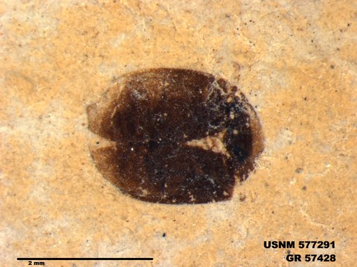 Insecta