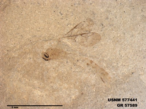Genus sp