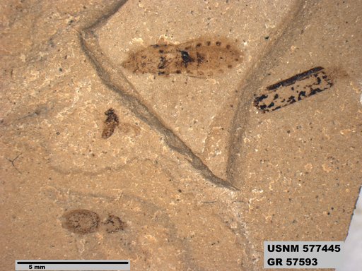 Genus sp