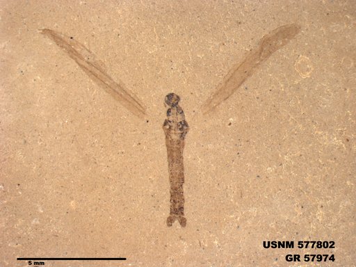 Insecta