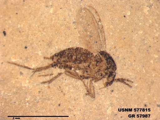 Insecta