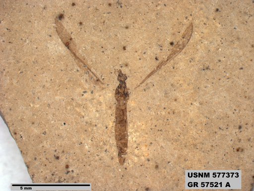 Insecta
