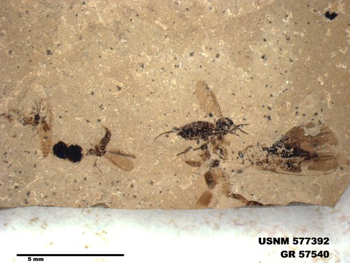 Genus sp