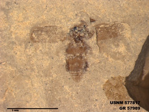 Insecta