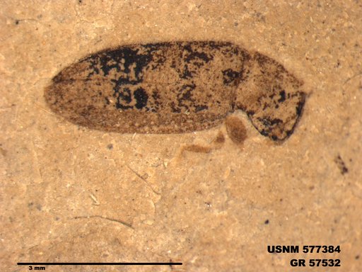 Insecta