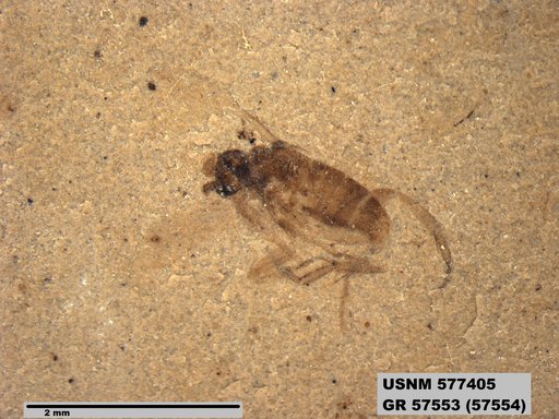 Insecta