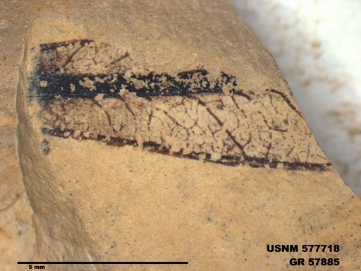 Eotetrix unicornis