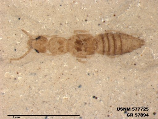 Genus sp