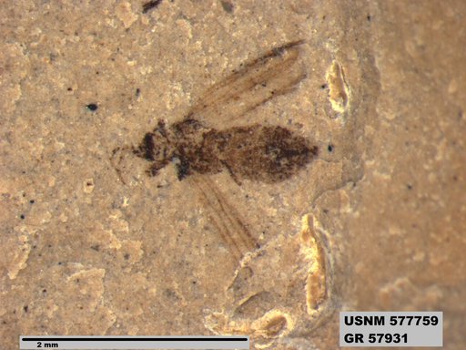 Insecta