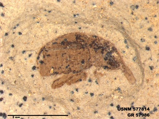 Insecta