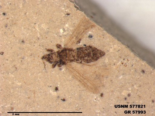 Insecta