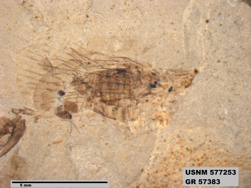 Genus sp