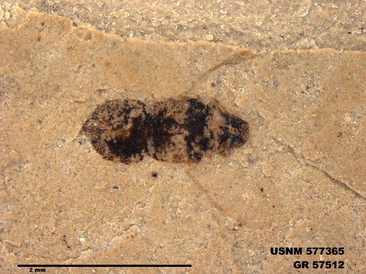 Insecta