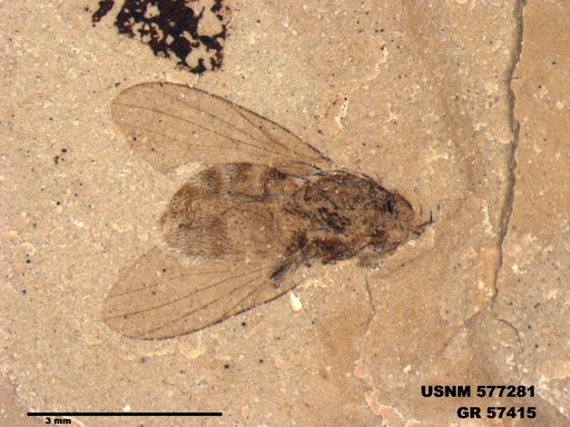 Insecta