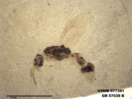 Insecta