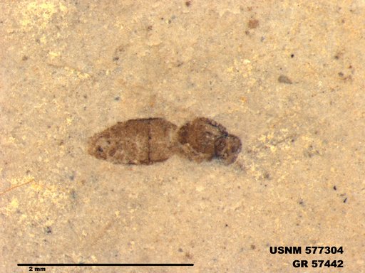 Insecta
