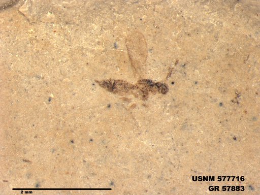 Insecta