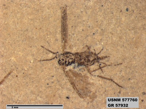 Insecta