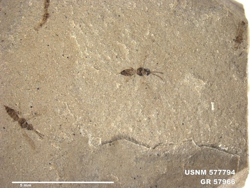 Insecta