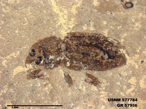 Insecta