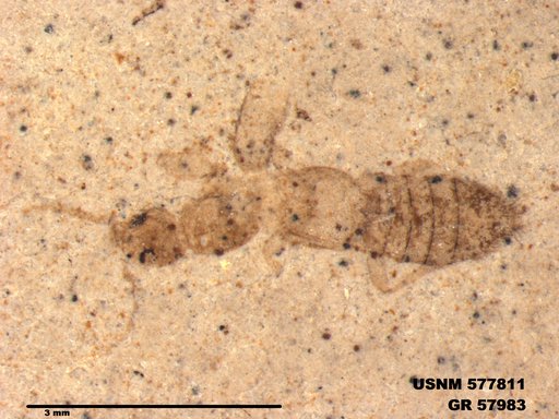 Insecta