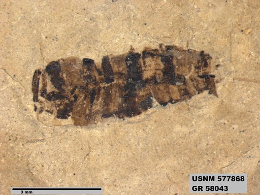 Insecta
