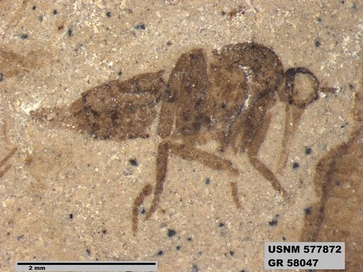 Insecta