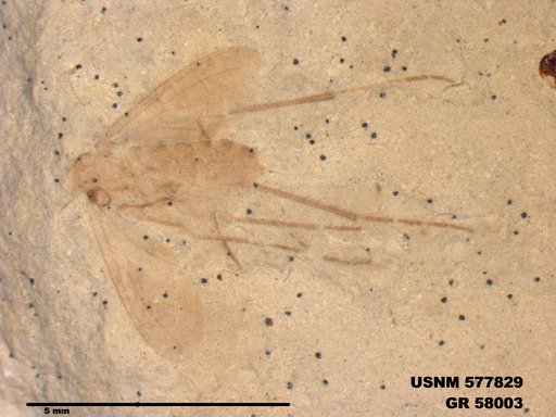 Insecta
