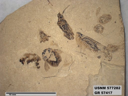 Genus sp