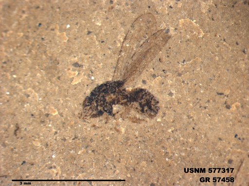 Insecta