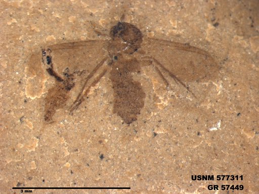 Insecta