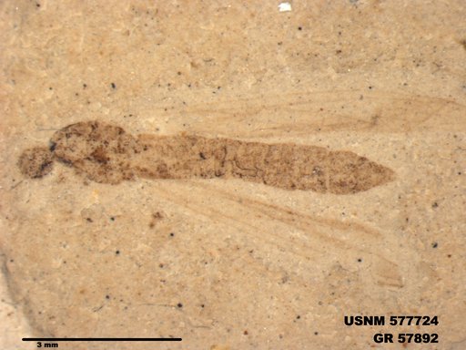 Insecta