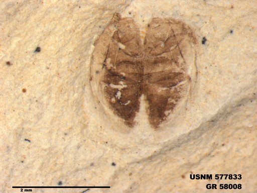 Insecta